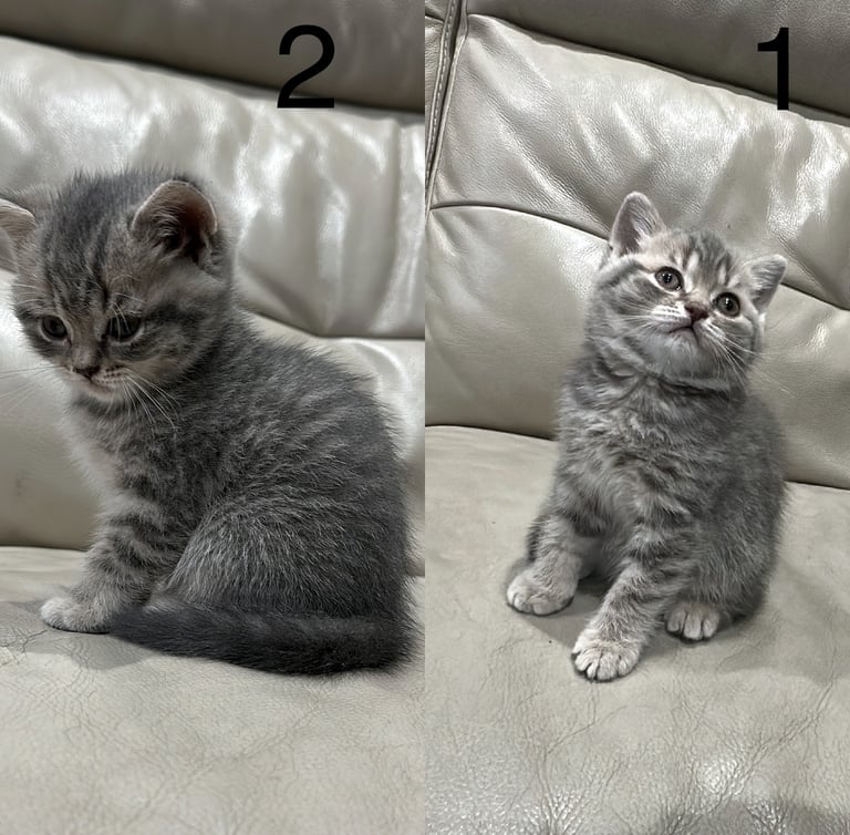 British short hair kittens shorthair