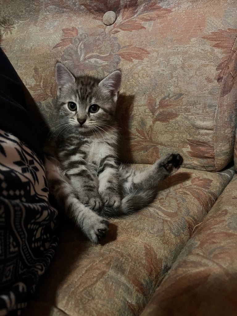 Siberian cross kittens 