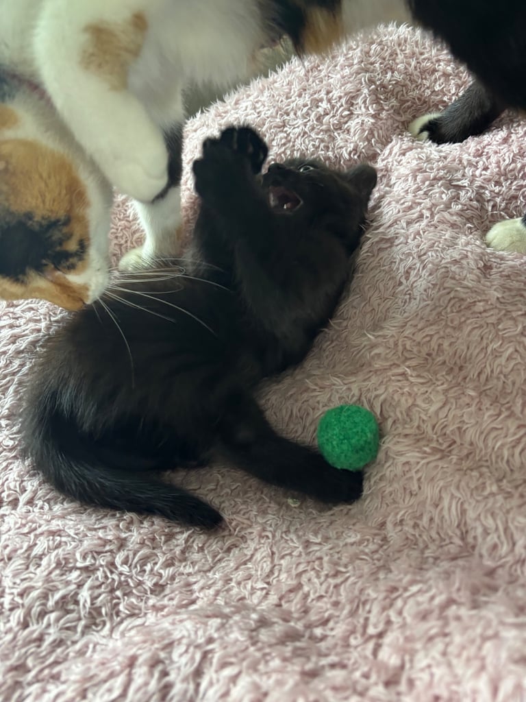 9wk old kitten only one left SOLD  