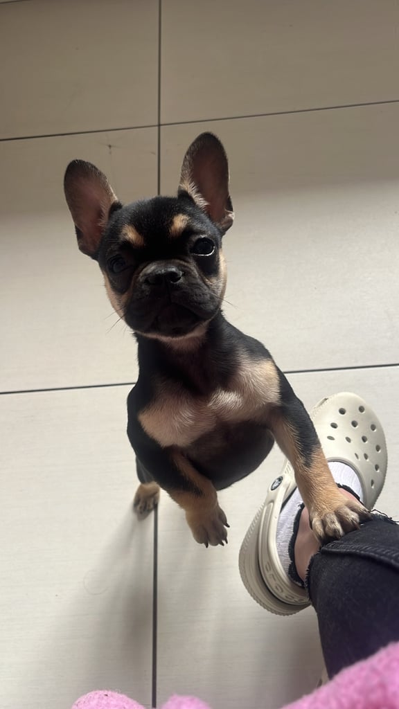 French bulldog pup 