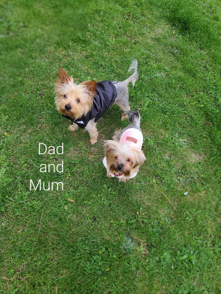 Puppy Yorker Terrier