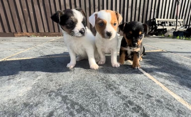 Jack Russell Puppies