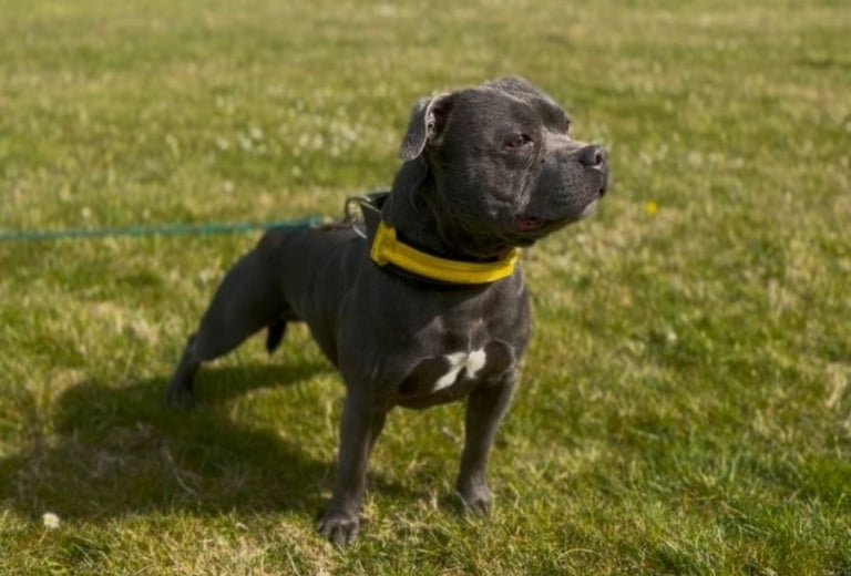 KC Reg Blue Champion Staffordshire Bull Terrier Puppies 