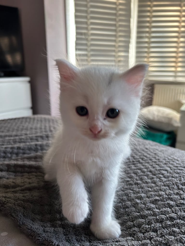 Only 2 black kittens left  READY TO LEAVE 