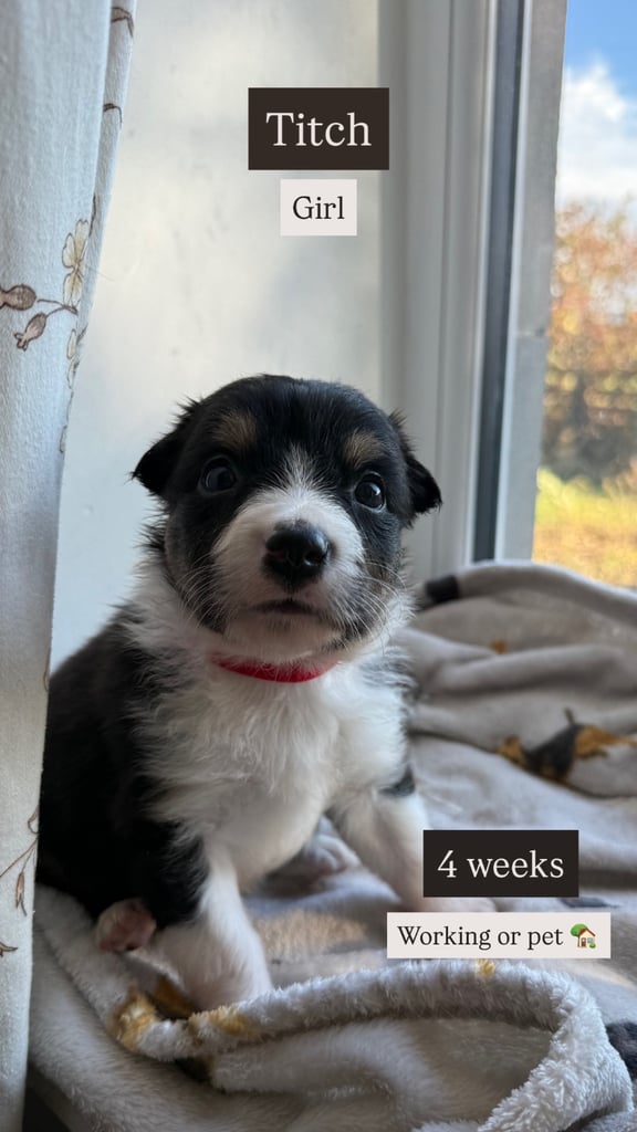 Collie puppies 