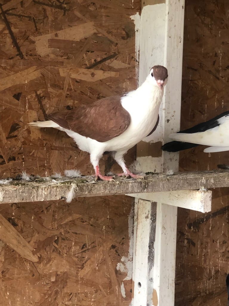 Pigeon 