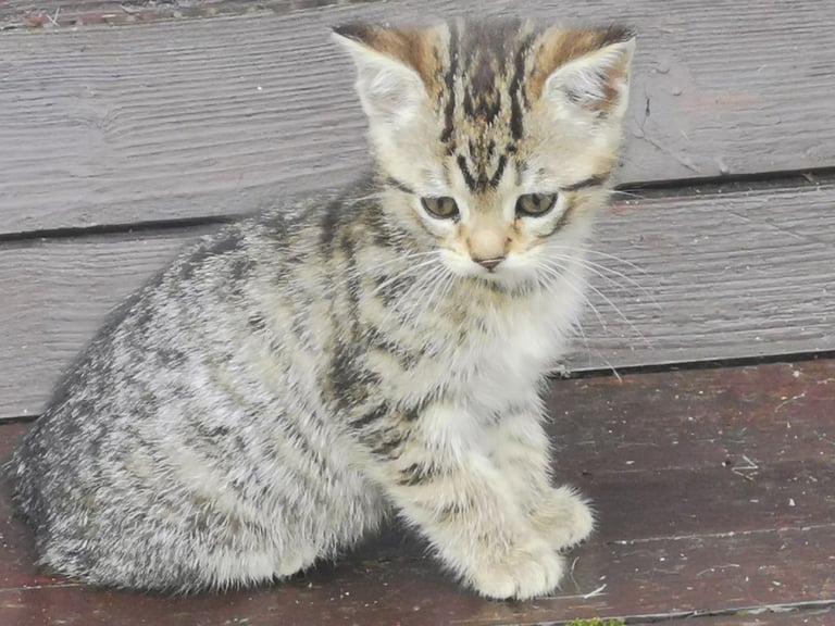 Kittens for sale Lisburn