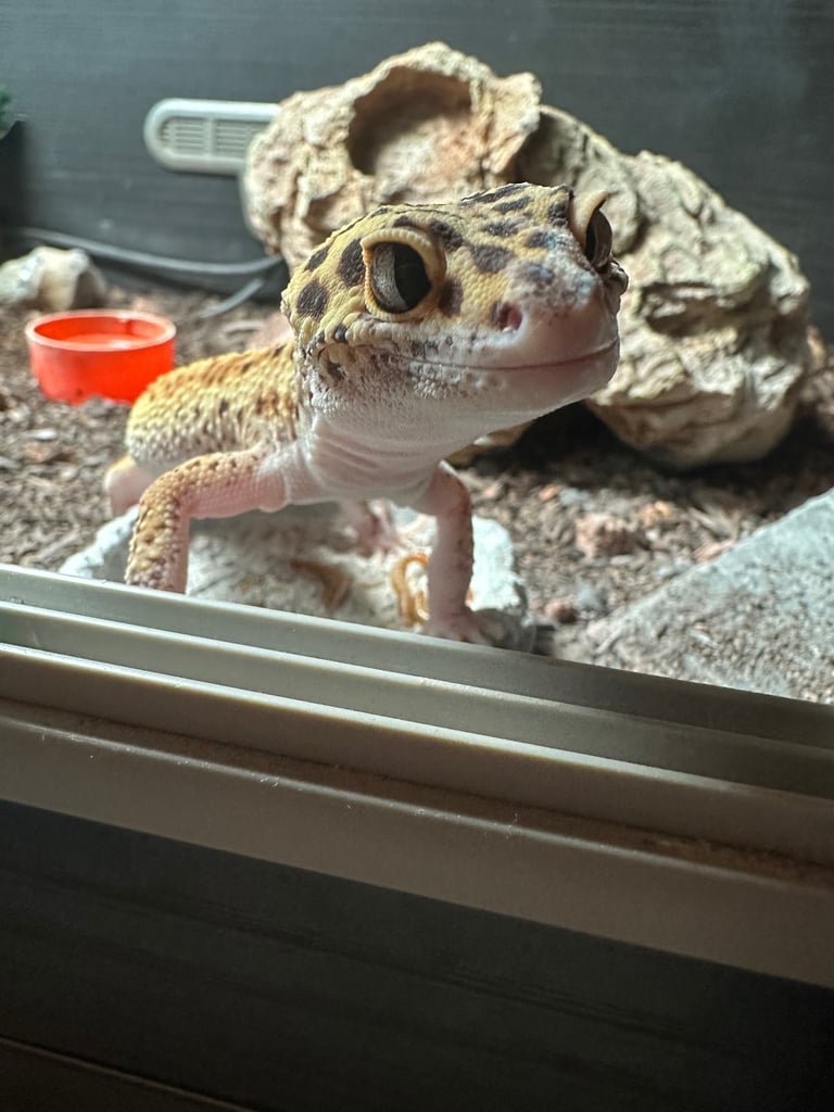 leopard gecko for sale