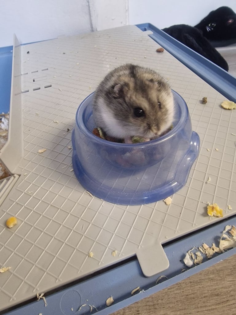 image for Hamster 