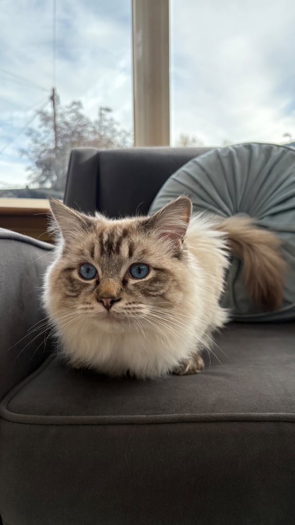 Ragdoll 