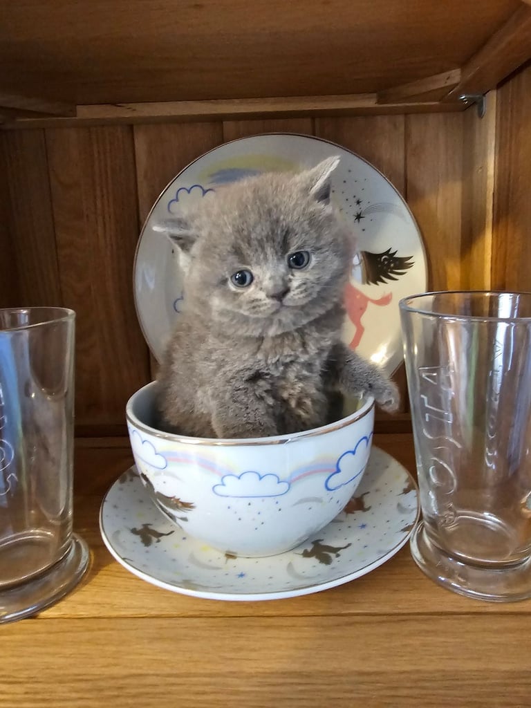 British shorthair kittens for sale 😺 