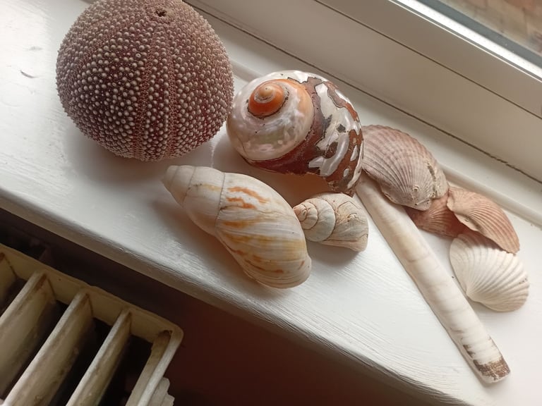 image for Vintage lot of shells picked up on a beach in africa in the 80s 