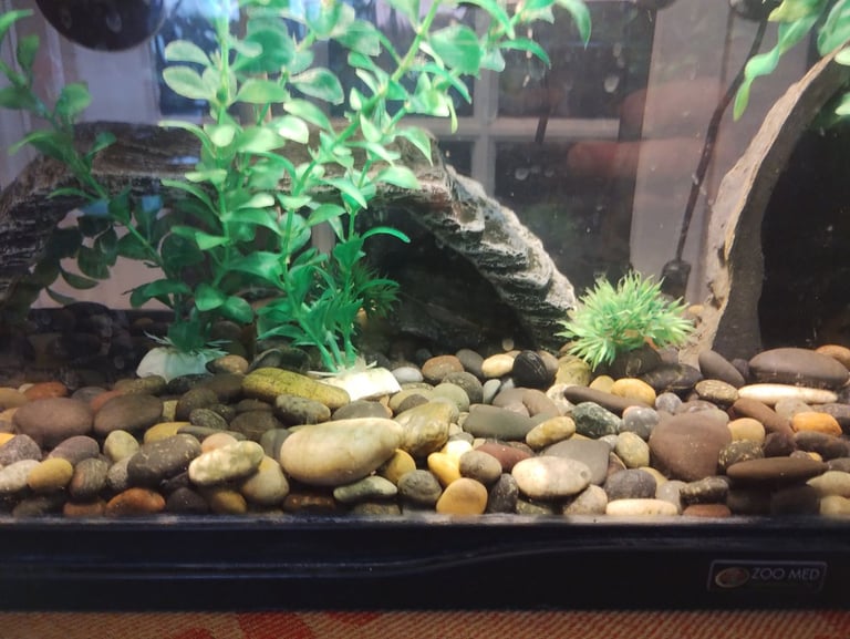 Pair of Musk Turtles with Tank, Lighting, Filter Pump, Heater, Thermometer and Accessories 