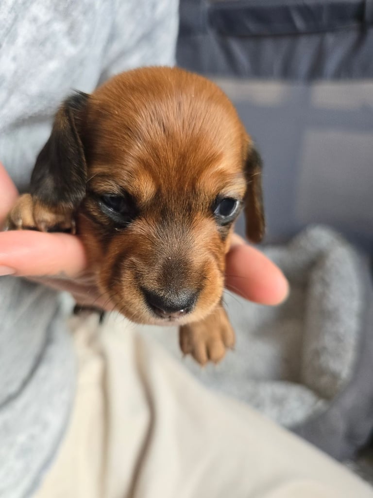 Miniature Dachshunds Seeking Forever Homes 