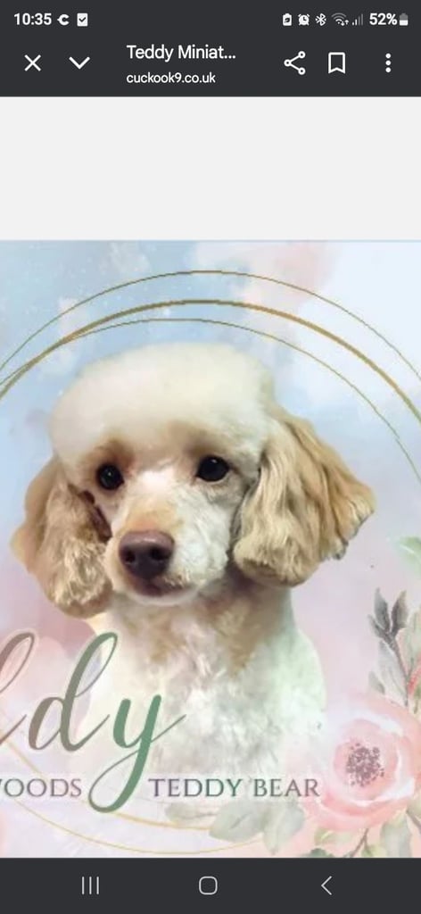 1 time miniature pomapoos 