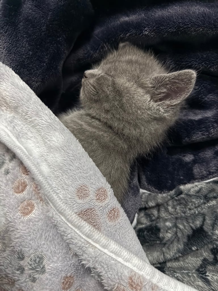 Ragdoll x British shorthair mix kitten 