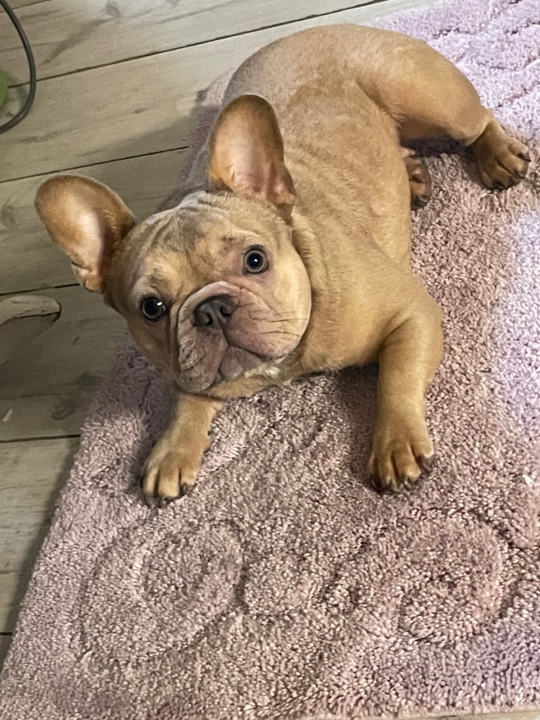 French bulldog