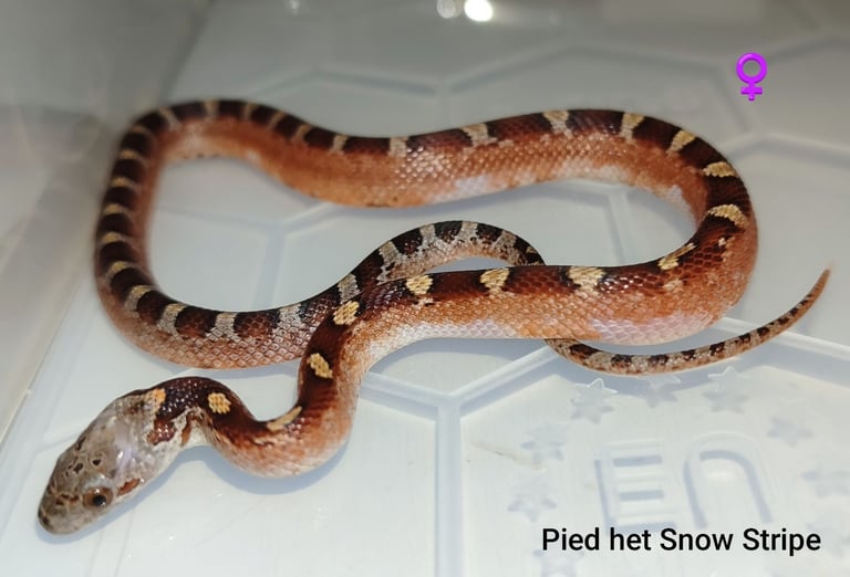 Scaleless Cornsnakes