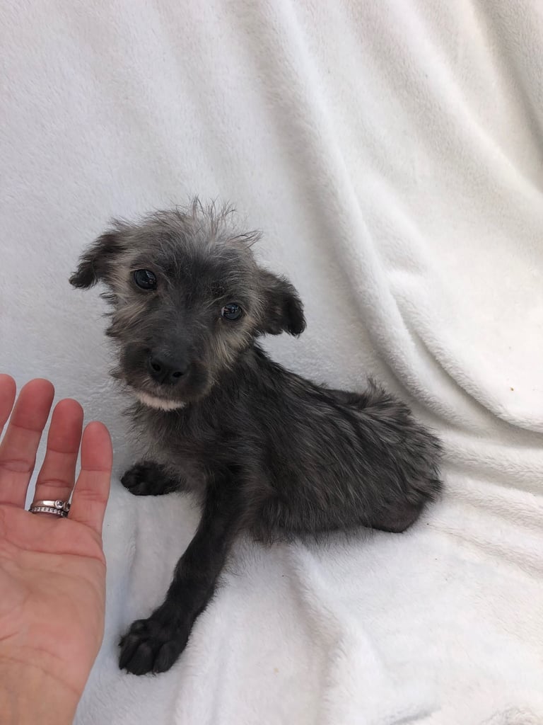 BEDDIPOO pups bedlington X toy poodle  