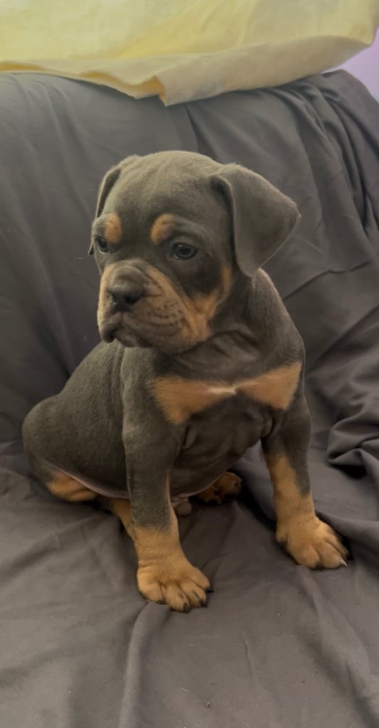 Old English bulldog puppies NEBBR registered 