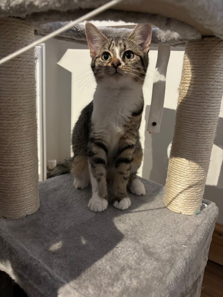 Cat for sale