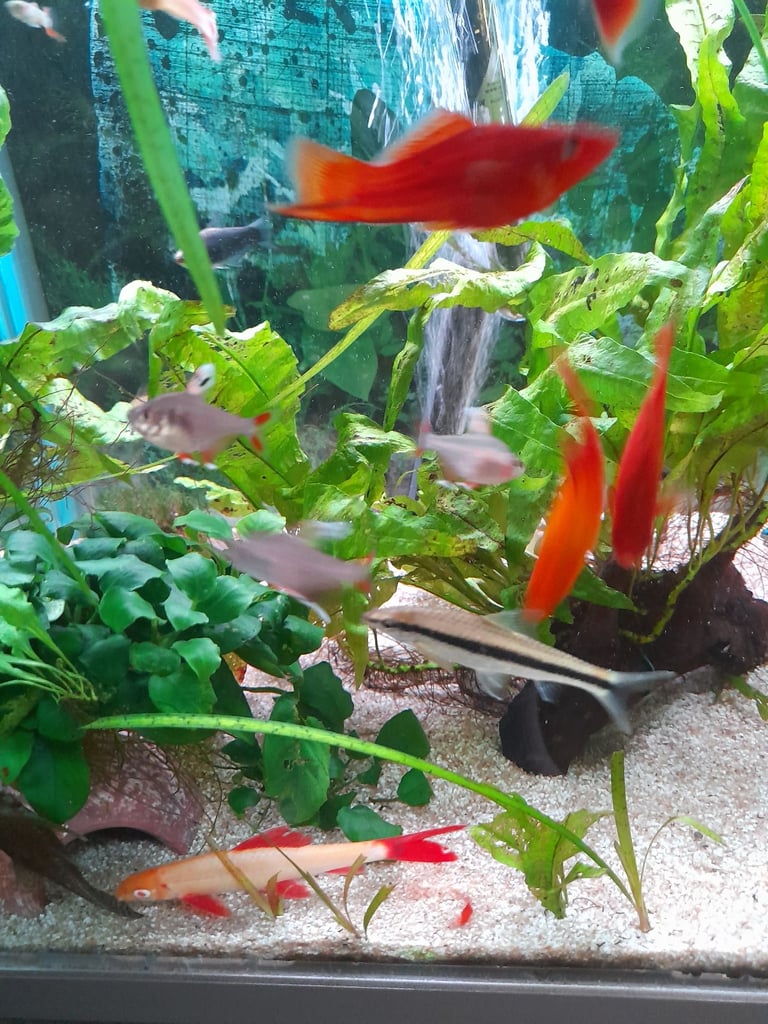 Tropical fish for sale 