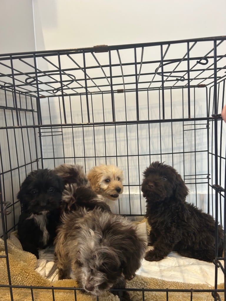 5 boy cockapoo puppies for sale