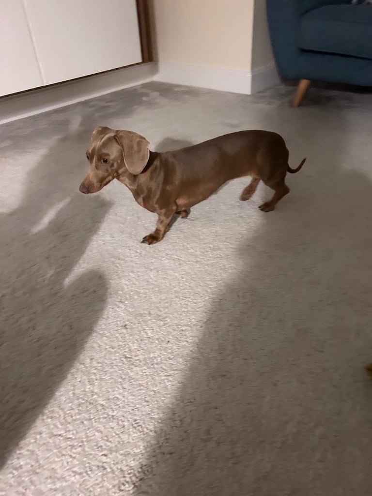 Miniature Dachshund puppies