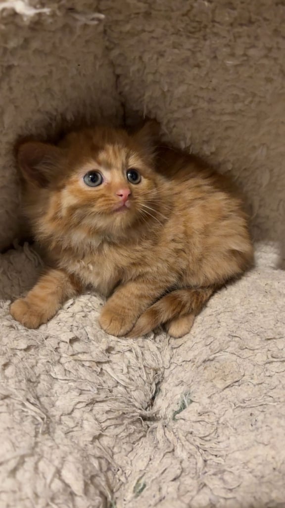 Adorable 8-Week-Old Siberian Ginger Kitten Looking for a Loving Home 🐈