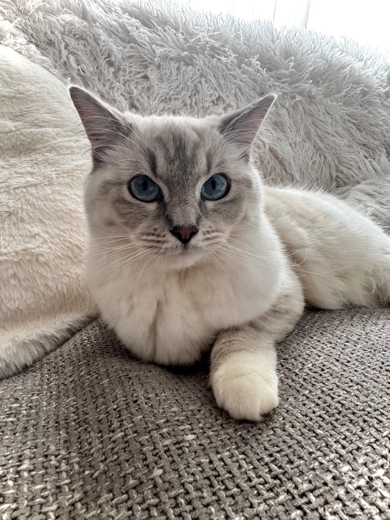 Ragdoll needing re homed 