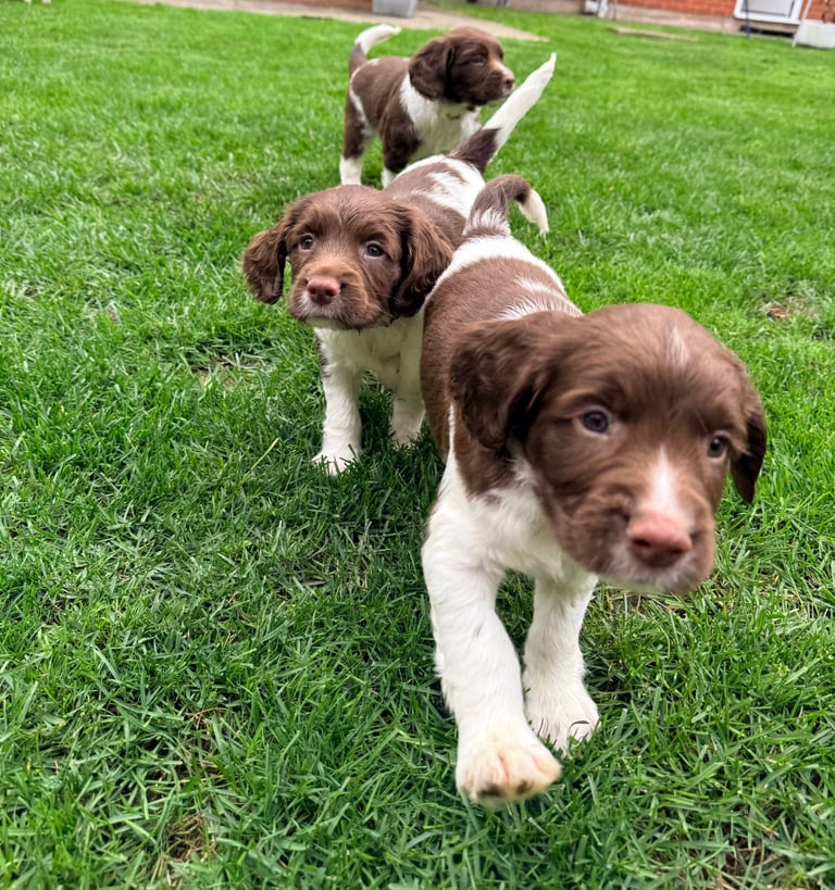 English Springer Spaniel Pointing Dogs For Sale English Springer