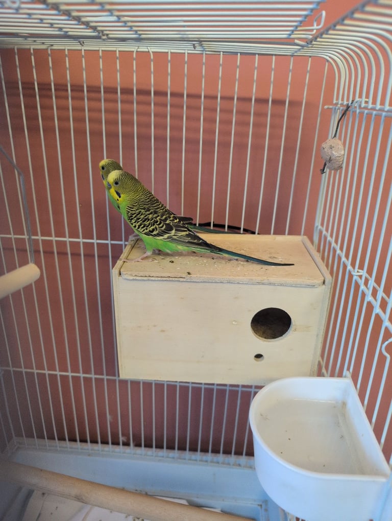 Two bush Budgies and cage 