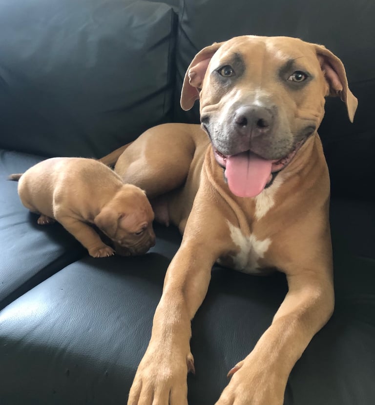 Staffordshire Bull Terrier x puppies for sale