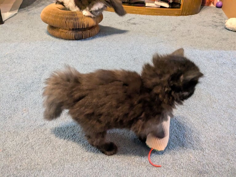 Maine Coon Cross Kittens 