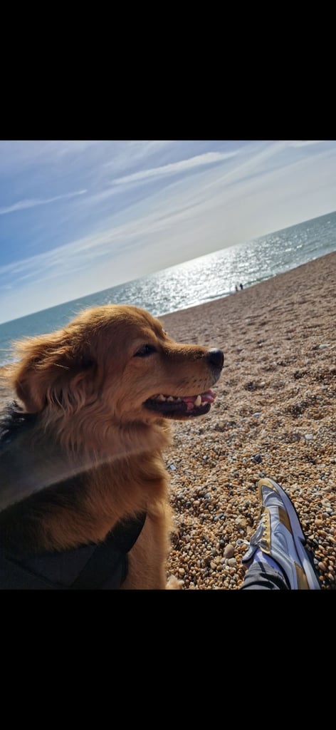 Cezar looking for new Home 
