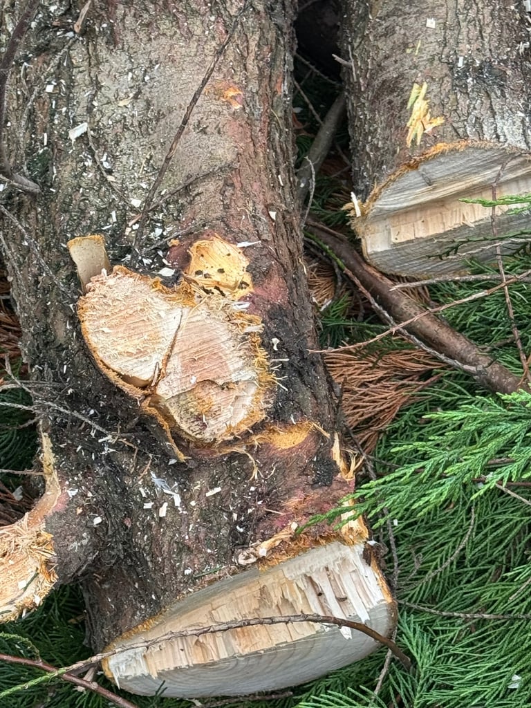 Free logs for firewood or garden projects 