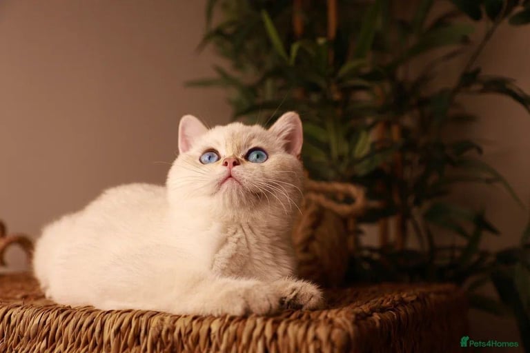 TICA RARE British Shorthair Kittens Champion bloodline