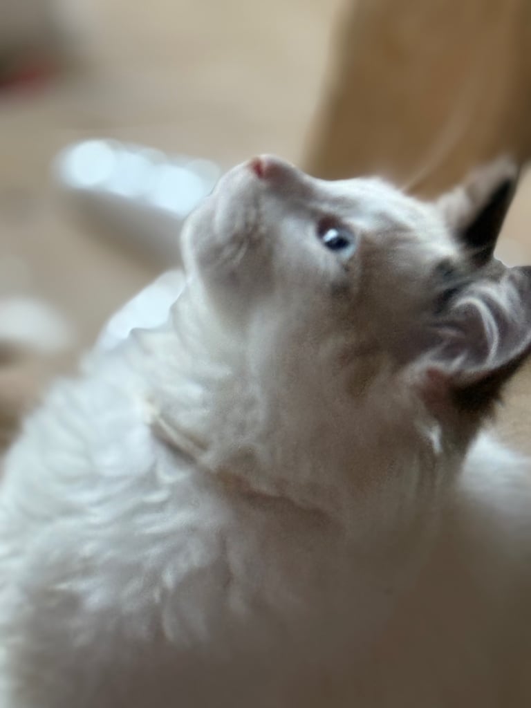 Gccf Ragdolls 🥇M&F 💙🩷 7wk 5 wk & 20wk kittens 