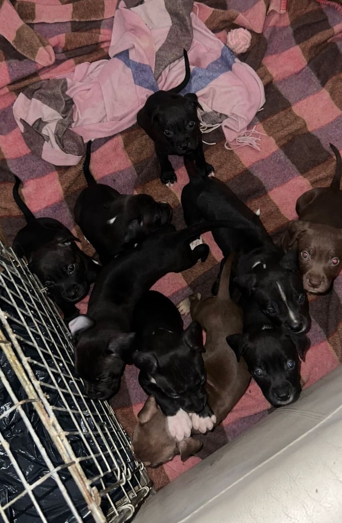 🏡 Gorgeous Cane Corso × Staffordshire Puppies Ready for Their Forever Homes! 🐾
