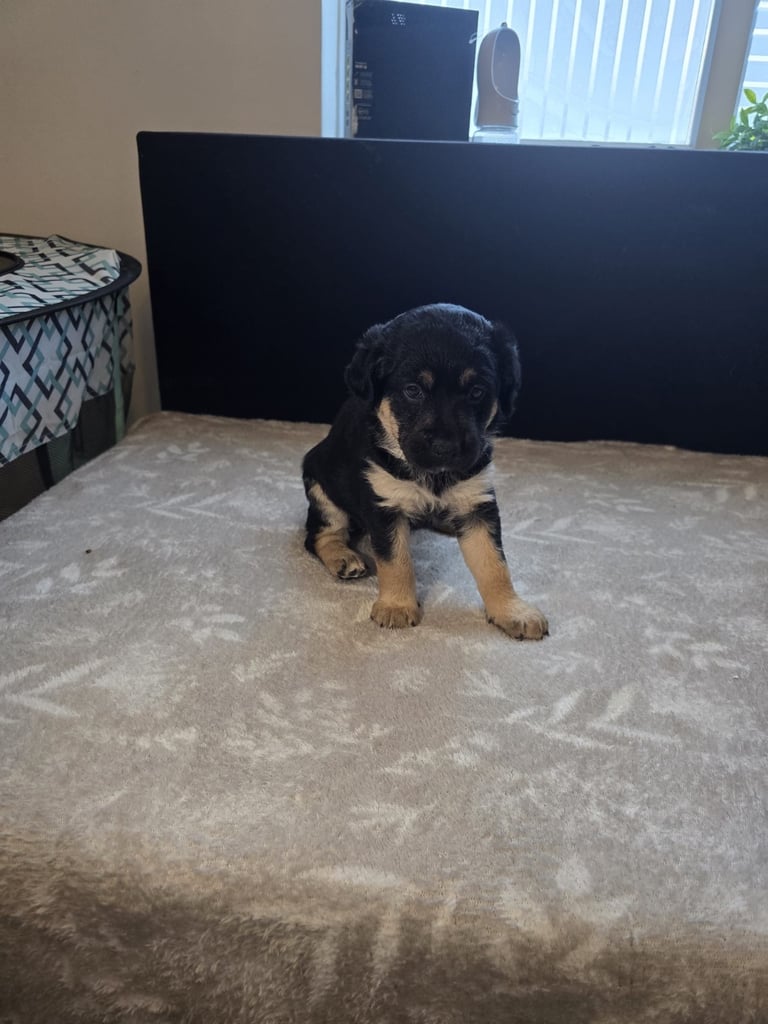 Goldador x Labrottie Miniature Puppies for Sale 