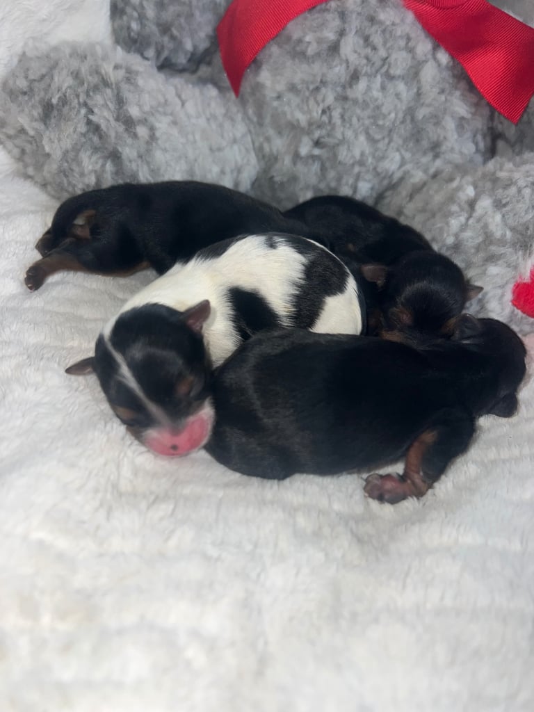 image for Stunning Mini Yorkshire Terrier Litter! RESERVE NOW 