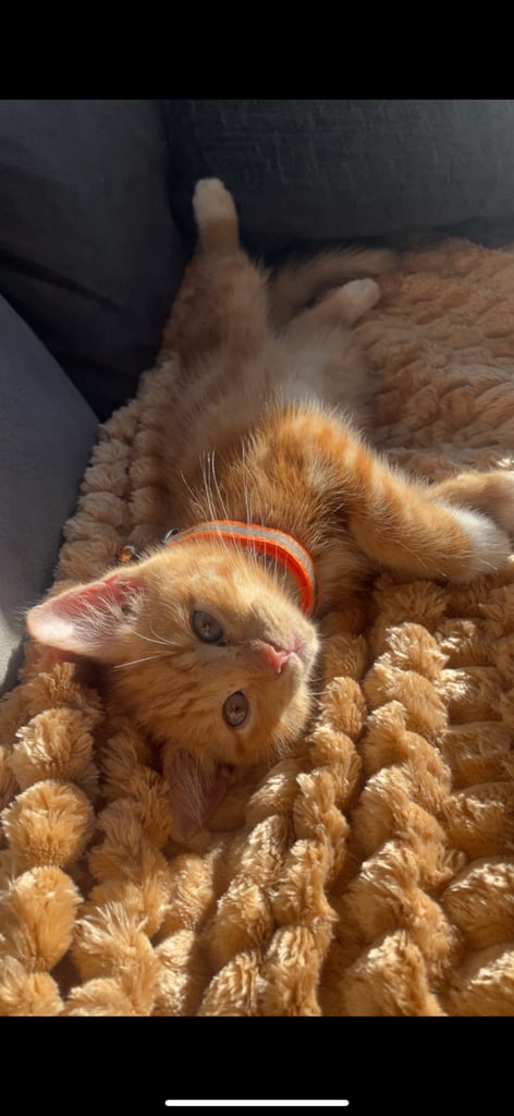 male ginger kitten