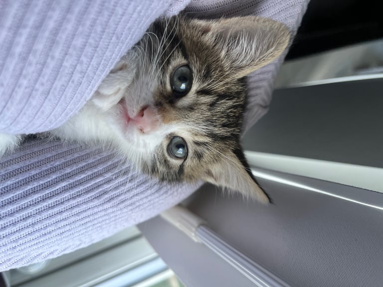 Beautiful fluffy blue eyed kittens 