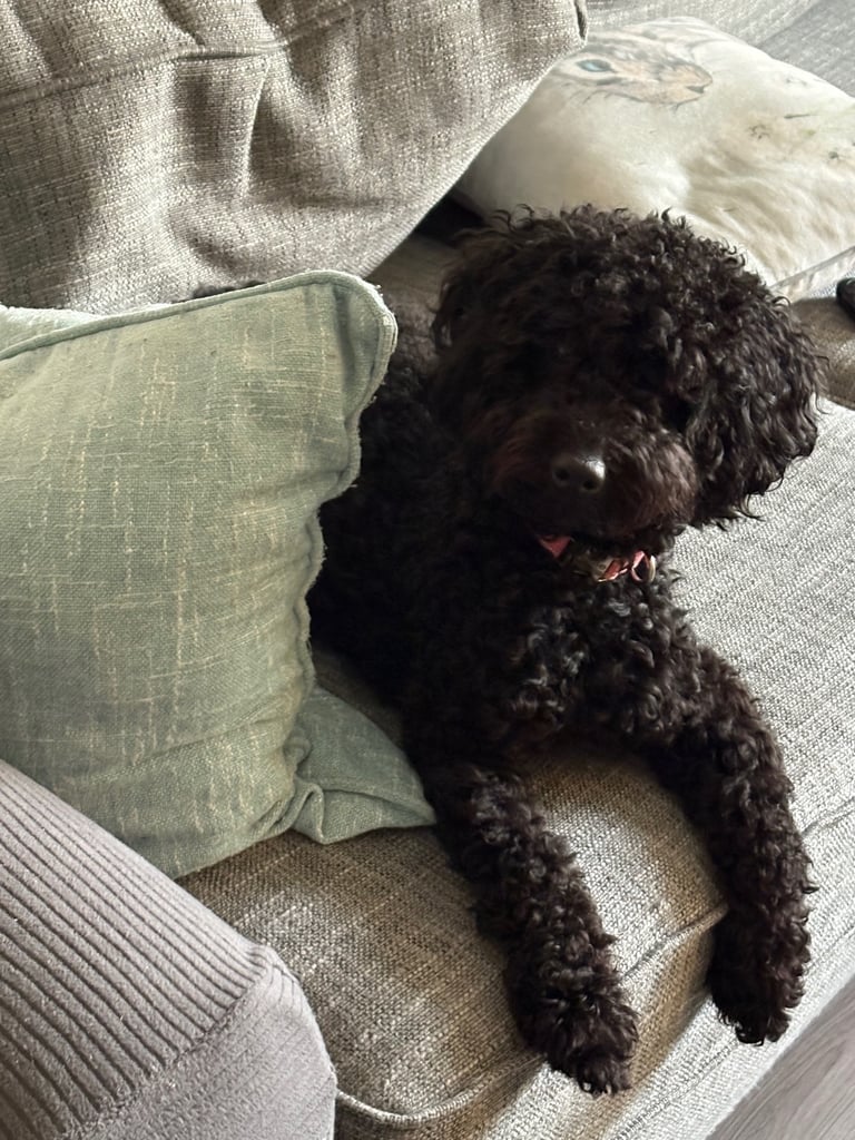 14 month old black Schnoodle 