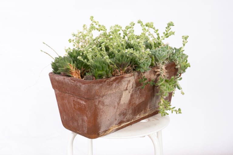 Trough With Succulents Pickle Plant and Haworthia - Height 35cm 