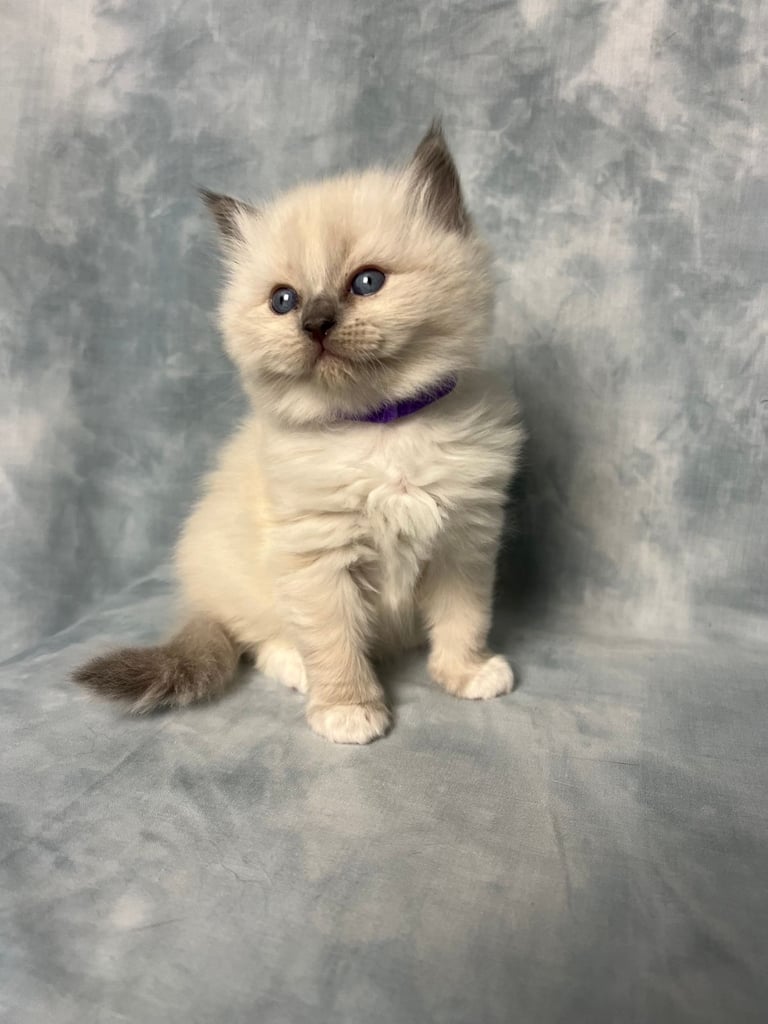 Ready Beautiful Ragdoll Kittens Blue Mitted and Chocolate Mitted