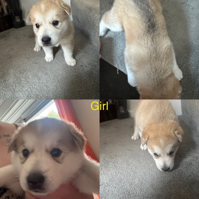 Puppies 