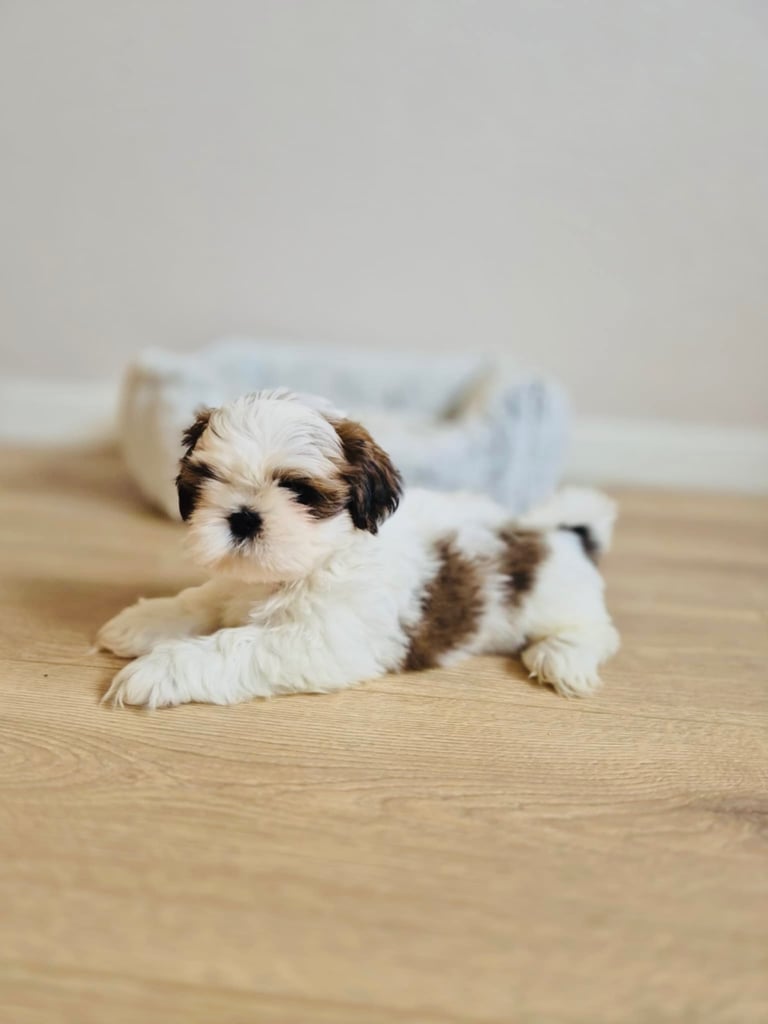 Shihtzu