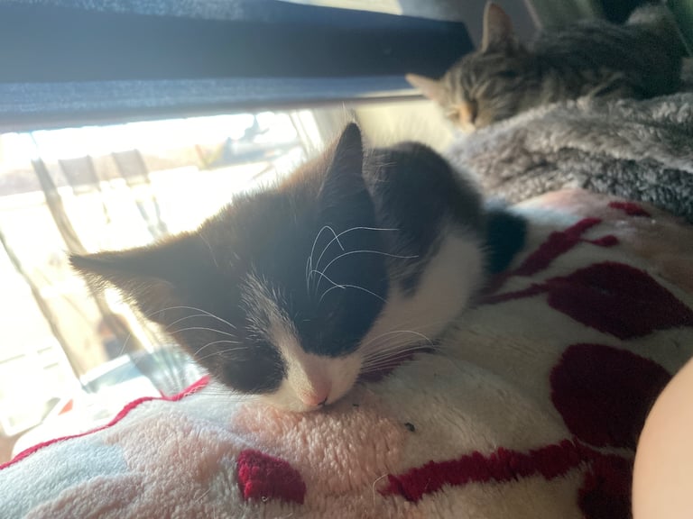 3 Kittens For Sale READY TO GO - Nuneaton 