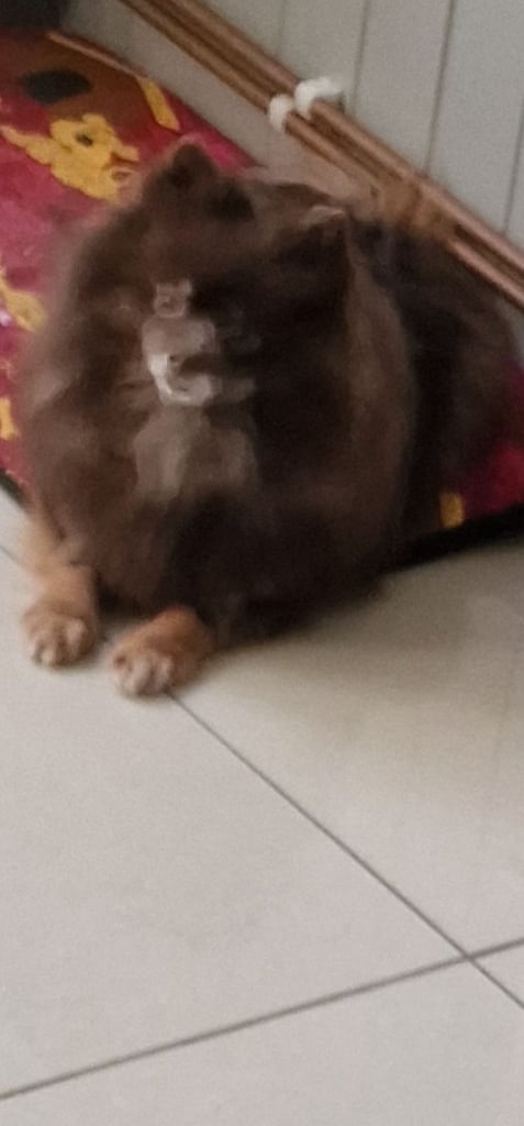 🧸 TOPQUILITY RARE POMERANIAN PUPPIE'S 🧸